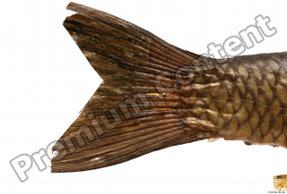 Common chub Squalius cephalus tail 0001.jpg